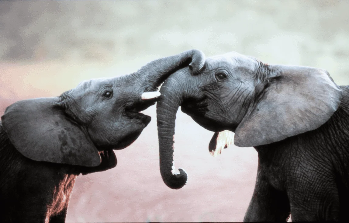 Image of two grey elephants playing with their trunks extended.